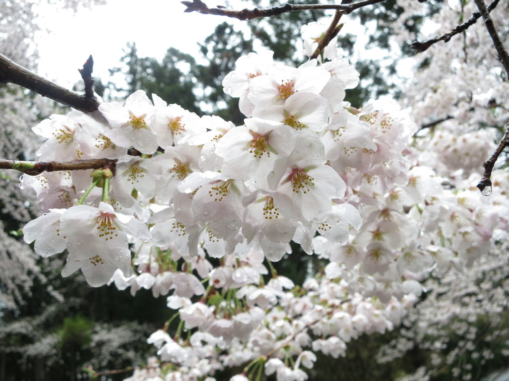 雨でも・・・桜