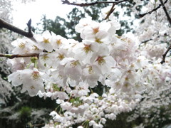 雨でも・・・桜