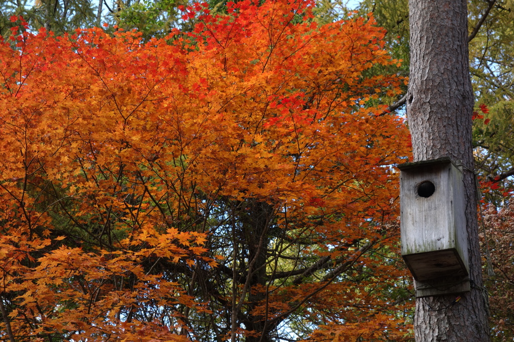 巣箱と紅葉　高原教会にて