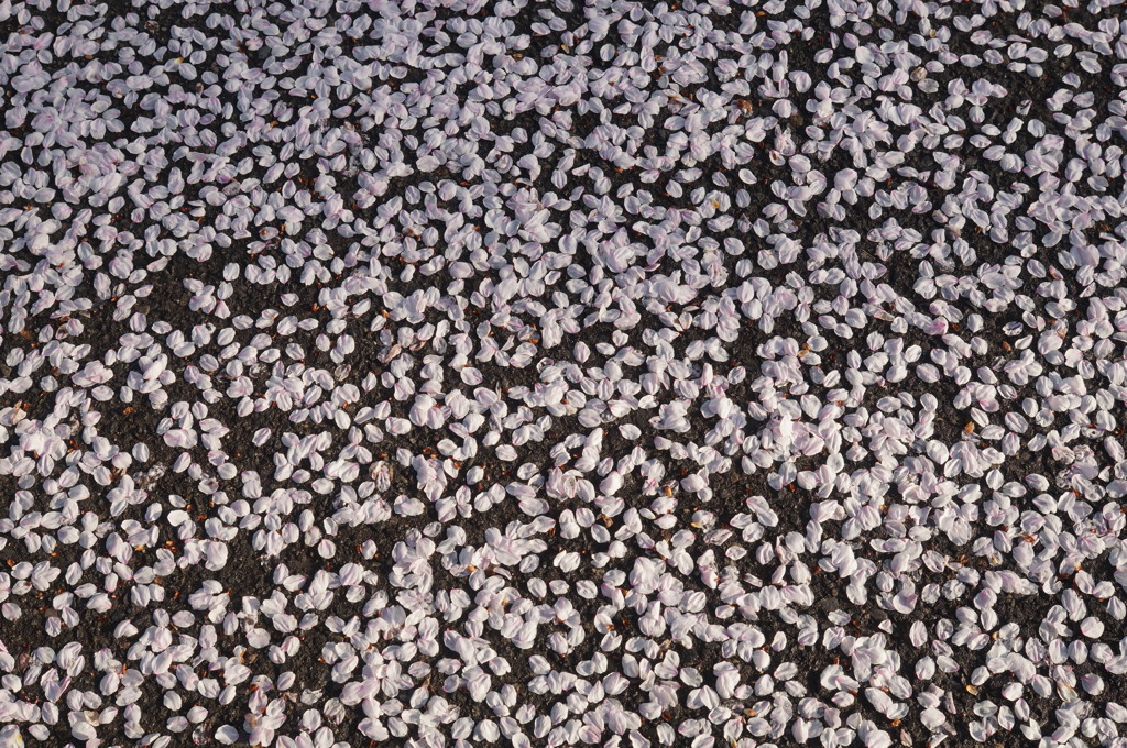 桜　散り行くさだめ　2