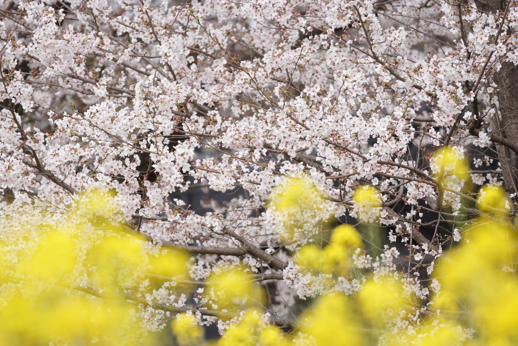 桜と菜の花　1
