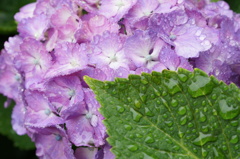 紫陽花　雨の日