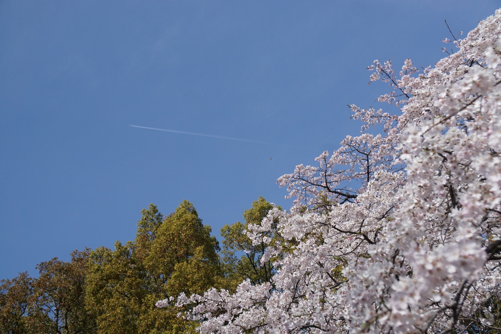 桜とひこうき雲