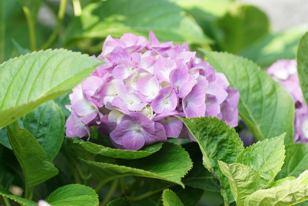 庭の紫陽花　6