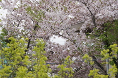 桜と若葉