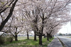 桜舞い散るロード
