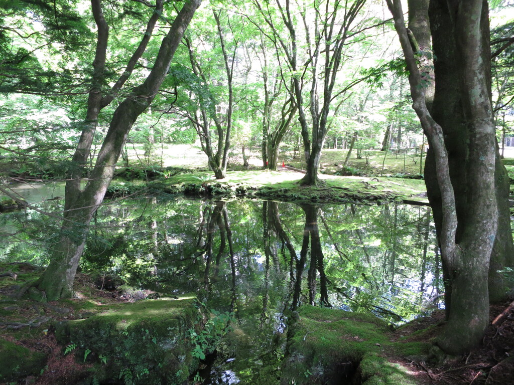 夏の映り込み　雲場池にて