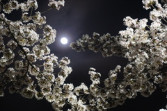 今宵も夜桜と月