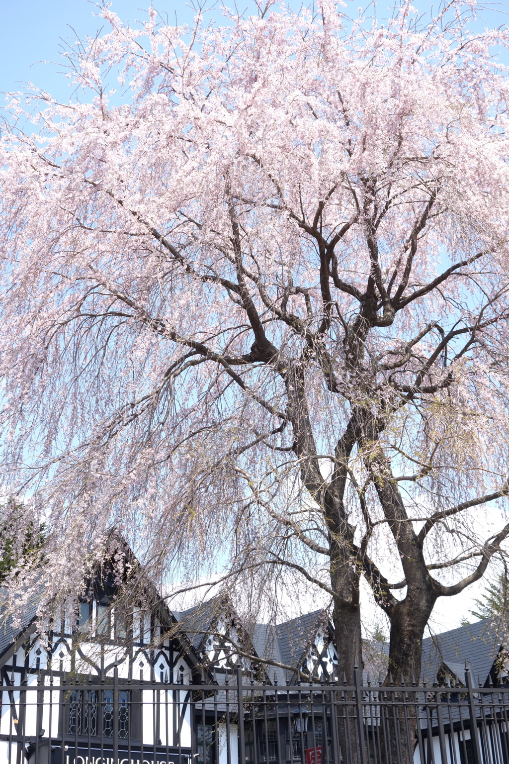 軽井沢の桜 2 by カメラデカルト （ID：9532331） - 写真共有サイト:PHOTOHITO