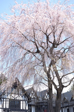 軽井沢の桜　2