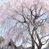 軽井沢の桜　2