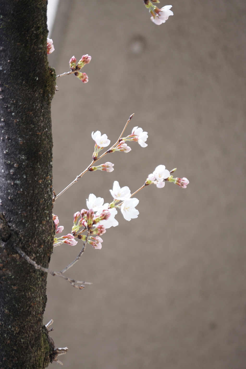 桜　開花　その1