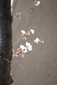 桜　開花　その1