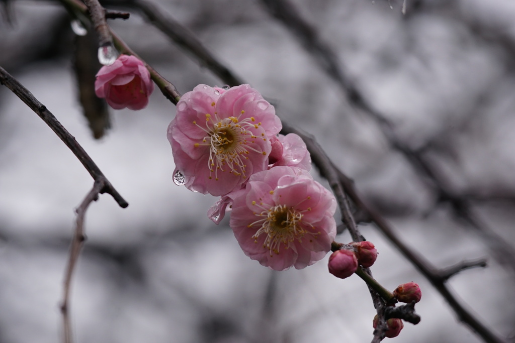 梅の花　雨の日
