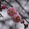 梅の花　雨の日