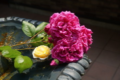 薔薇　