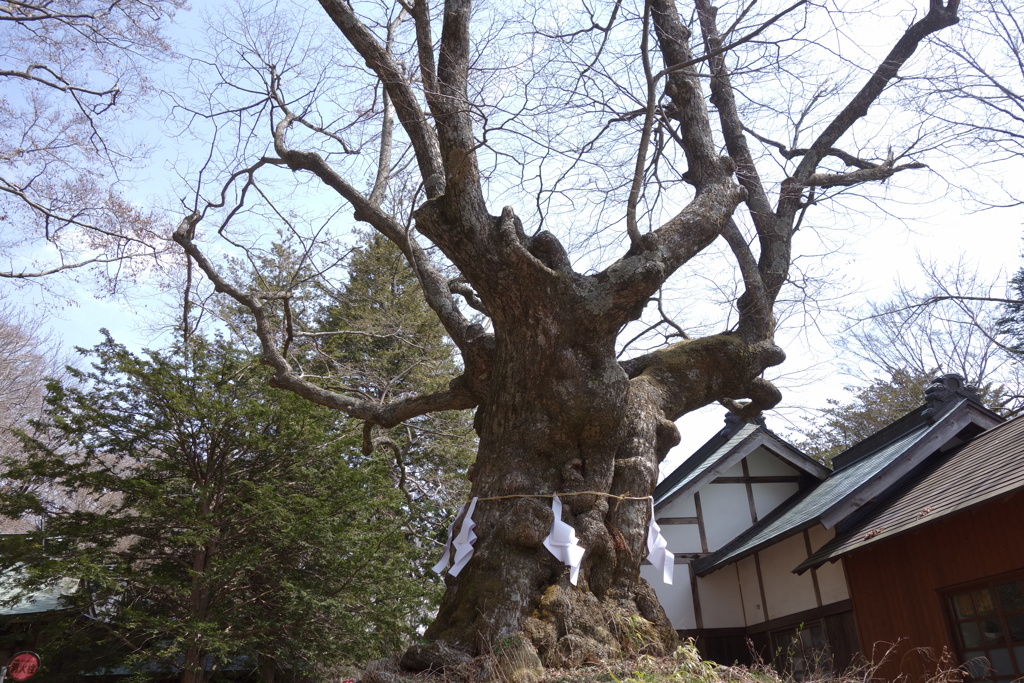 軽井沢熊野神社　御神木