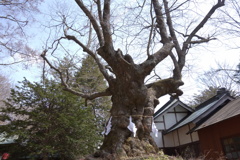 軽井沢熊野神社　御神木