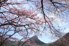 榛名湖で見つけた桜