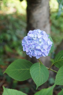 庭の紫陽花　2