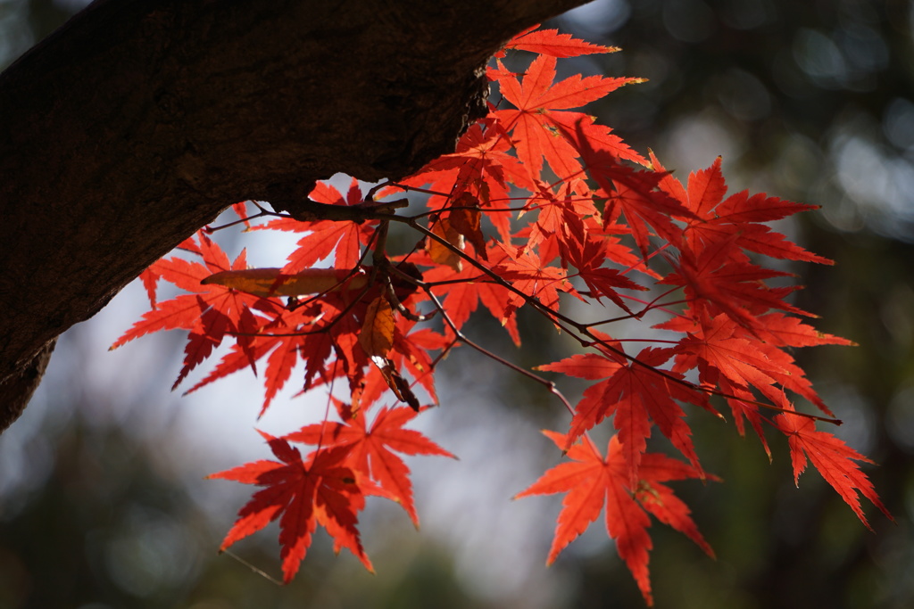 紅葉　3