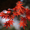 紅葉　3