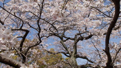 桜咲く　2