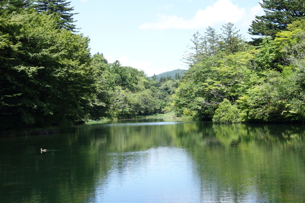 夏の雲場池　②