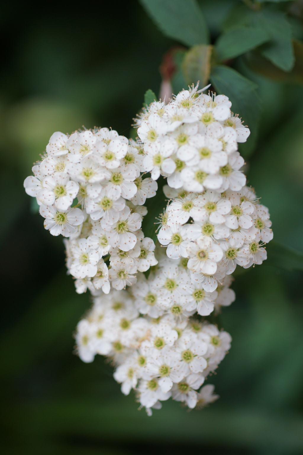 白く小さき花