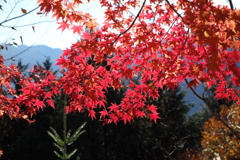 三峯神社　紅葉　2