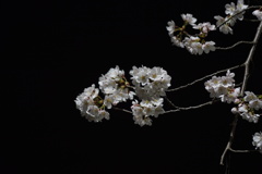 夜桜