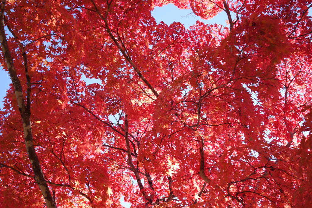 軽井沢　見晴台の紅葉