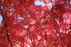 軽井沢　見晴台の紅葉