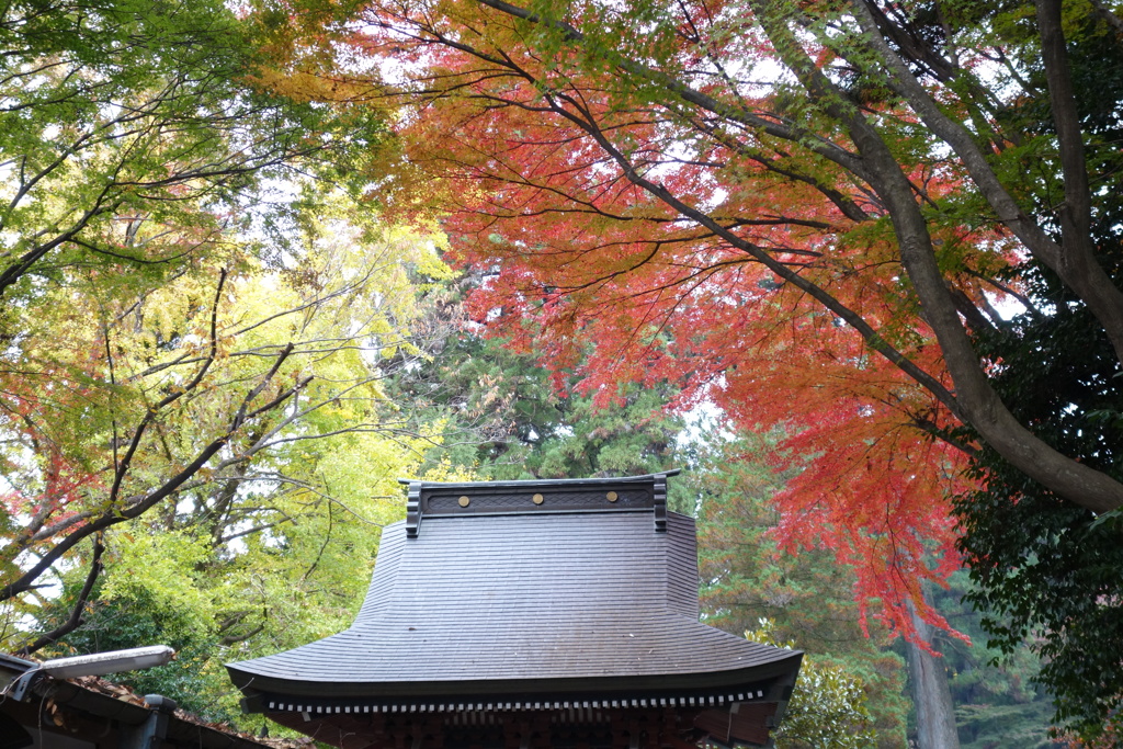 水澤観音にて　紅葉