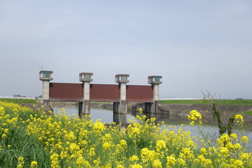 福川水門　利根川CRにて