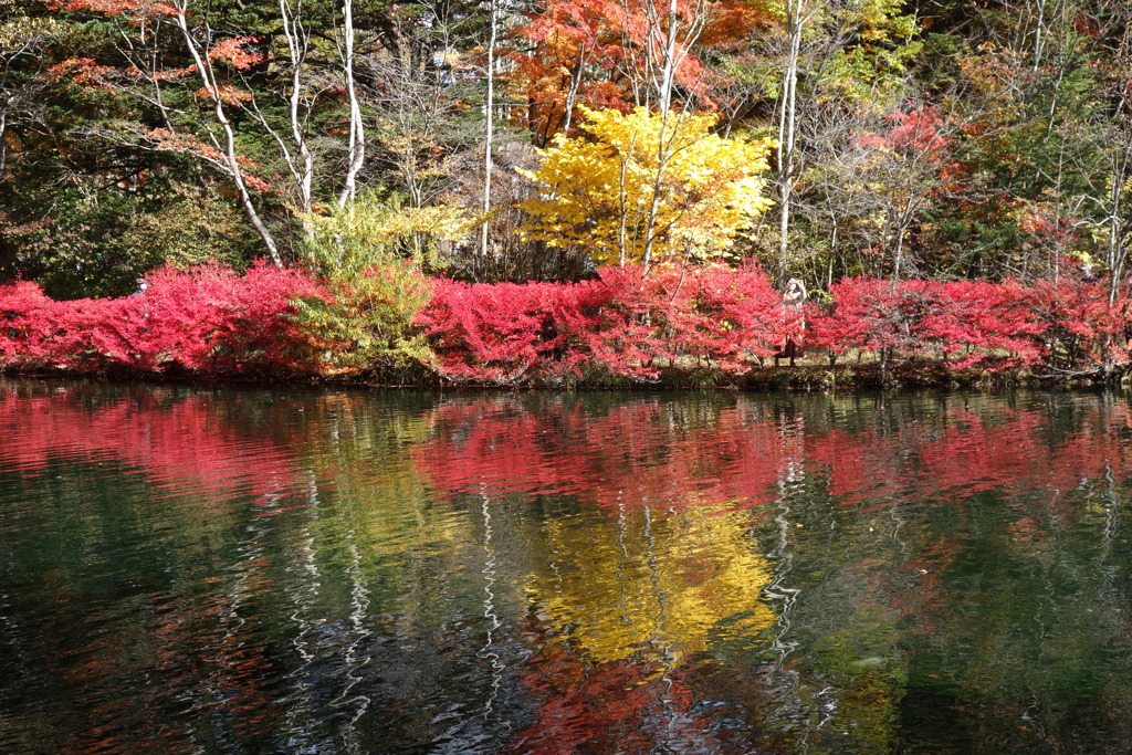 雲場池　紅葉　秋の1日