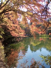 軽井沢 雲場池の秋色 3 軽井沢 雲場池の秋色 3