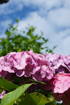 紫陽花　晴れ間に