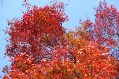三峯神社　紅葉　1