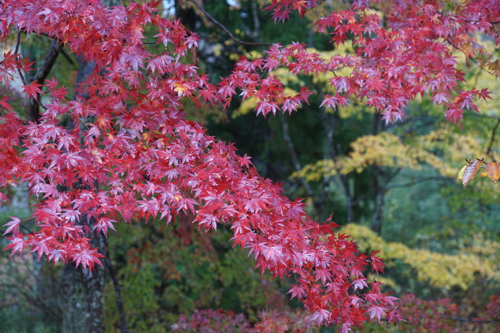 箱根・芦ノ湖で見つけた紅葉　5