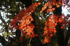 紅葉　4