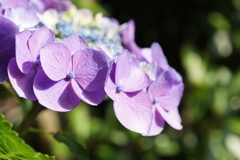 庭の紫陽花　2