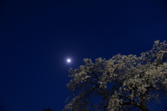 夜桜