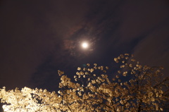 夜桜と月