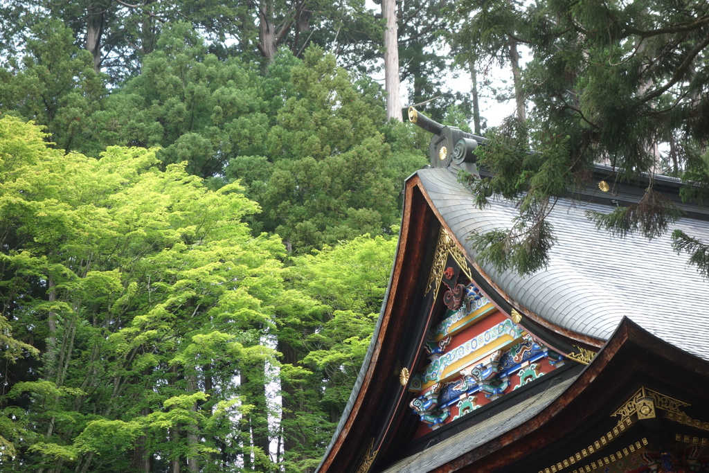 三峰神社の緑　1