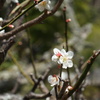 梅　大山の春　