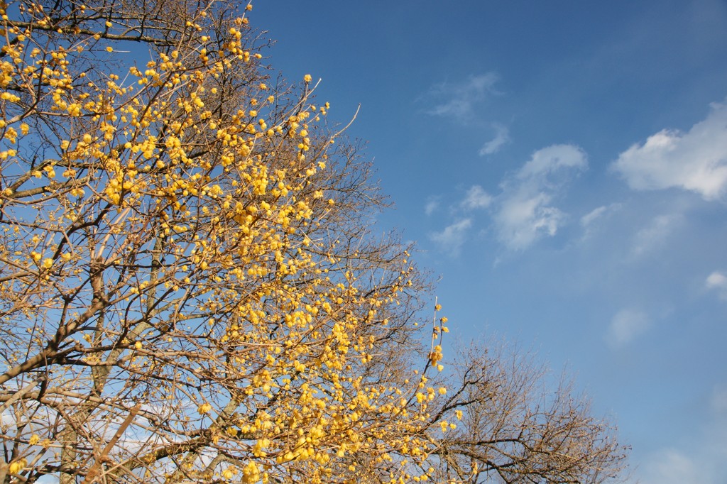 宝登山の蝋梅２