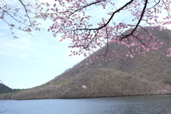 榛名湖で見つけた桜　1