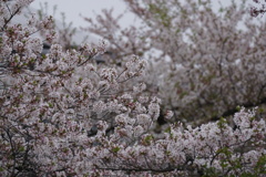 桜　最後の舞