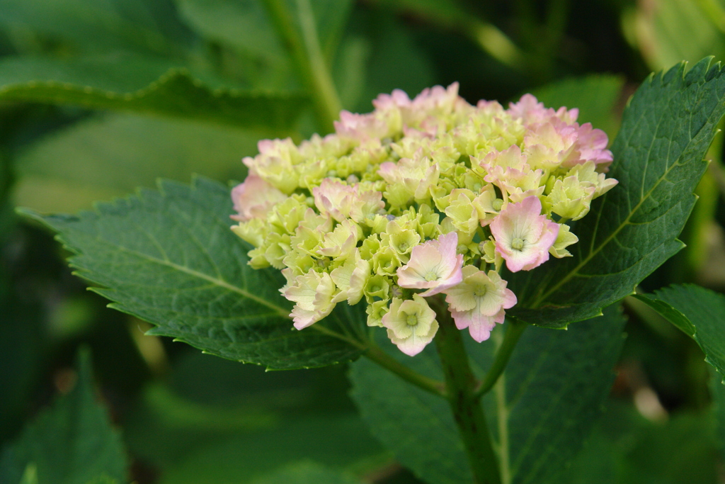 咲き始めた紫陽花　1